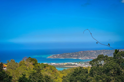 Tour privado del Santuario de Aves de RocklandDesde Montego Bay