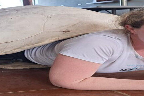 Santa Cruz: Giant Tortoise Watching and Lava Tunnels Tour