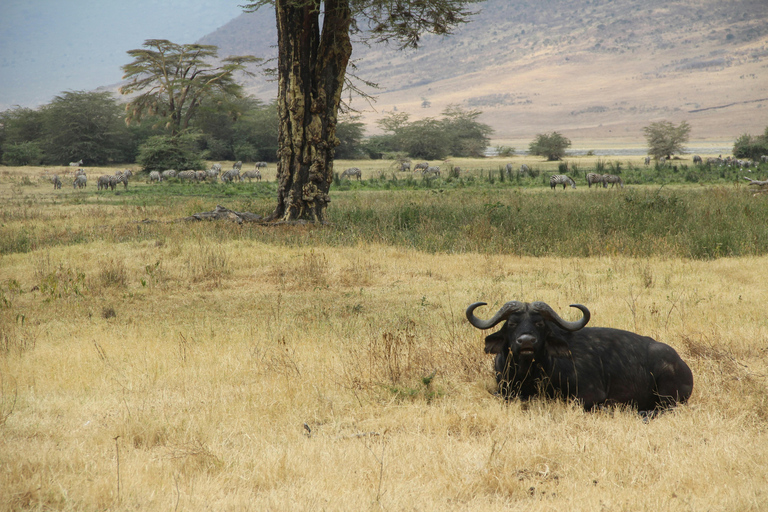 Tanzania: 9-dagars safari med bästa boende