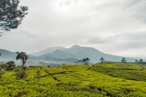 Yakarta : Espectáculo en el Parque Safari, Plantación de Té y Cascada