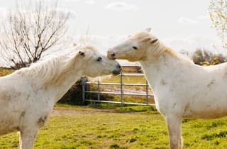 Arles: Geführte Tour mit dem Geländewagen in den weiten Landschaften der Camargue
