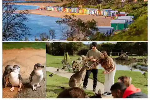 Melbourne: Parada dos Pinguins, Koalas e Caixas de Banho de Brighton