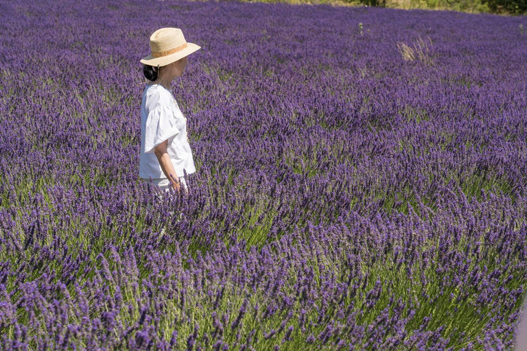 From Avignon: Half Day Lavender Tour to Sault Lavender Fields: Half-Day Sault Afternoon Tour from Avignon