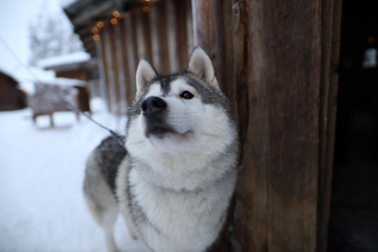 Rovaniemi: Husky, Reindeer &amp; Santa Claus Village Combo TourCombo safari Winter