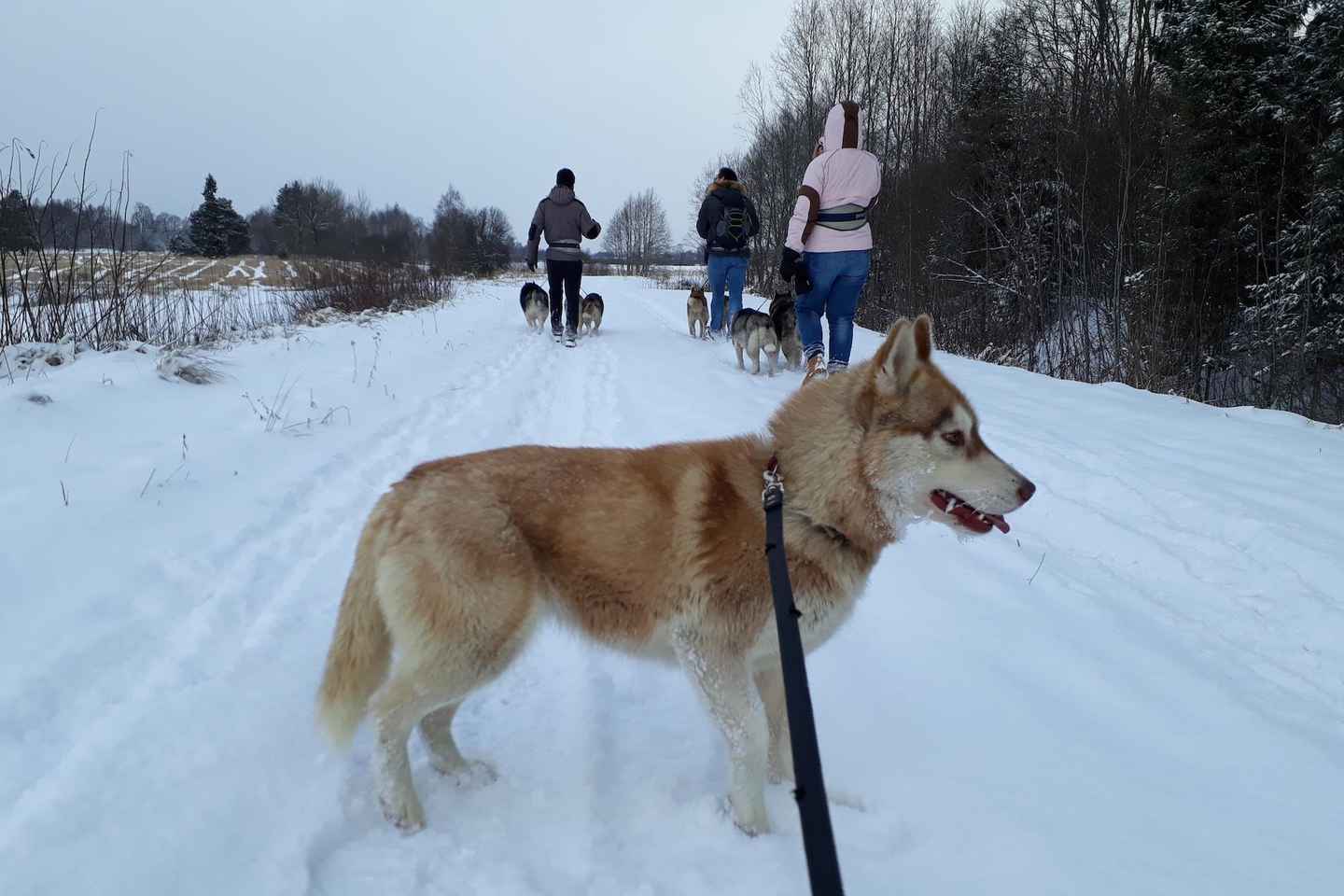 From Tallinn: Husky Park Tour with Cani-Cross Hike