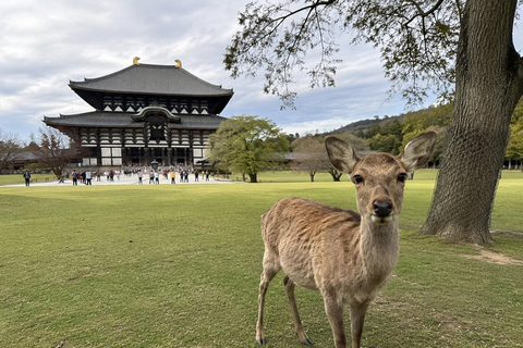 Nara Walking Photo Tour: Todai-ji Temple, Deer & Old Town
