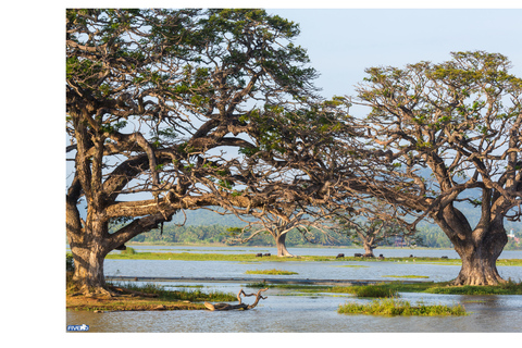 Negombo: To Sigiriya & Dambulla Private Tour with Lunch Sigiriya & Dambulla: Private Tour with Lunch from Colombo