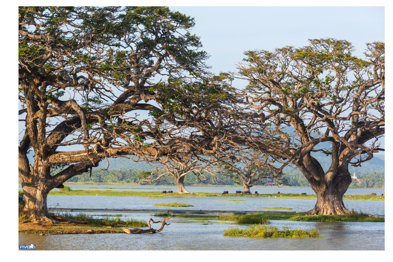 Negombo: To Sigiriya & Dambulla Private Tour with Lunch Sigiriya & Dambulla: Private Tour with Lunch from Colombo