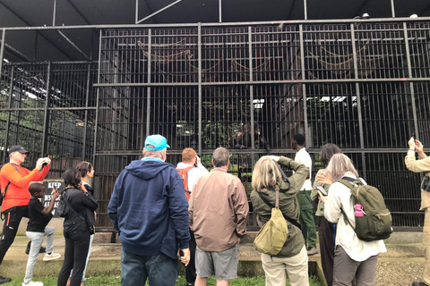Ngamba Island Chimpanzee, Entebbe and Victoria Tour