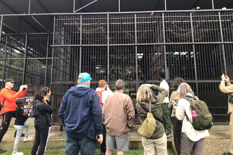 Ngamba Island Chimpanzee, Entebbe and Victoria Tour