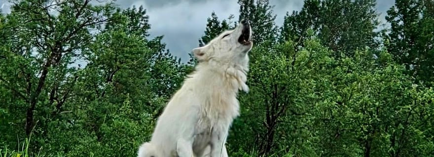 Ancoraggio: Wildlife Conservation Center e Portage Valley