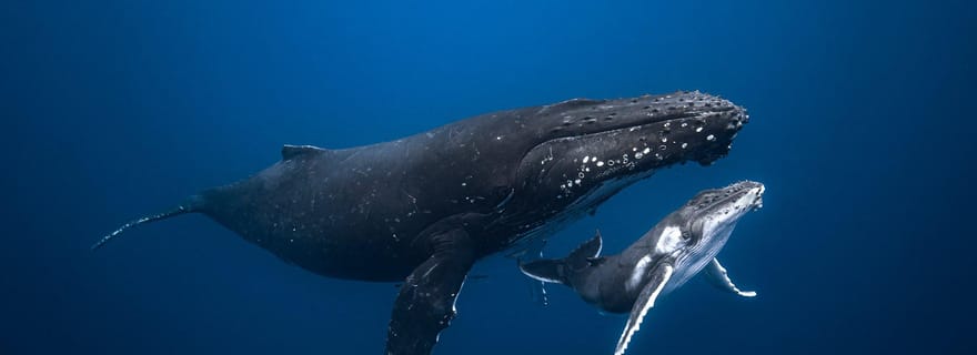 Nagez avec les baleines à bosse : Sunshine Coast
