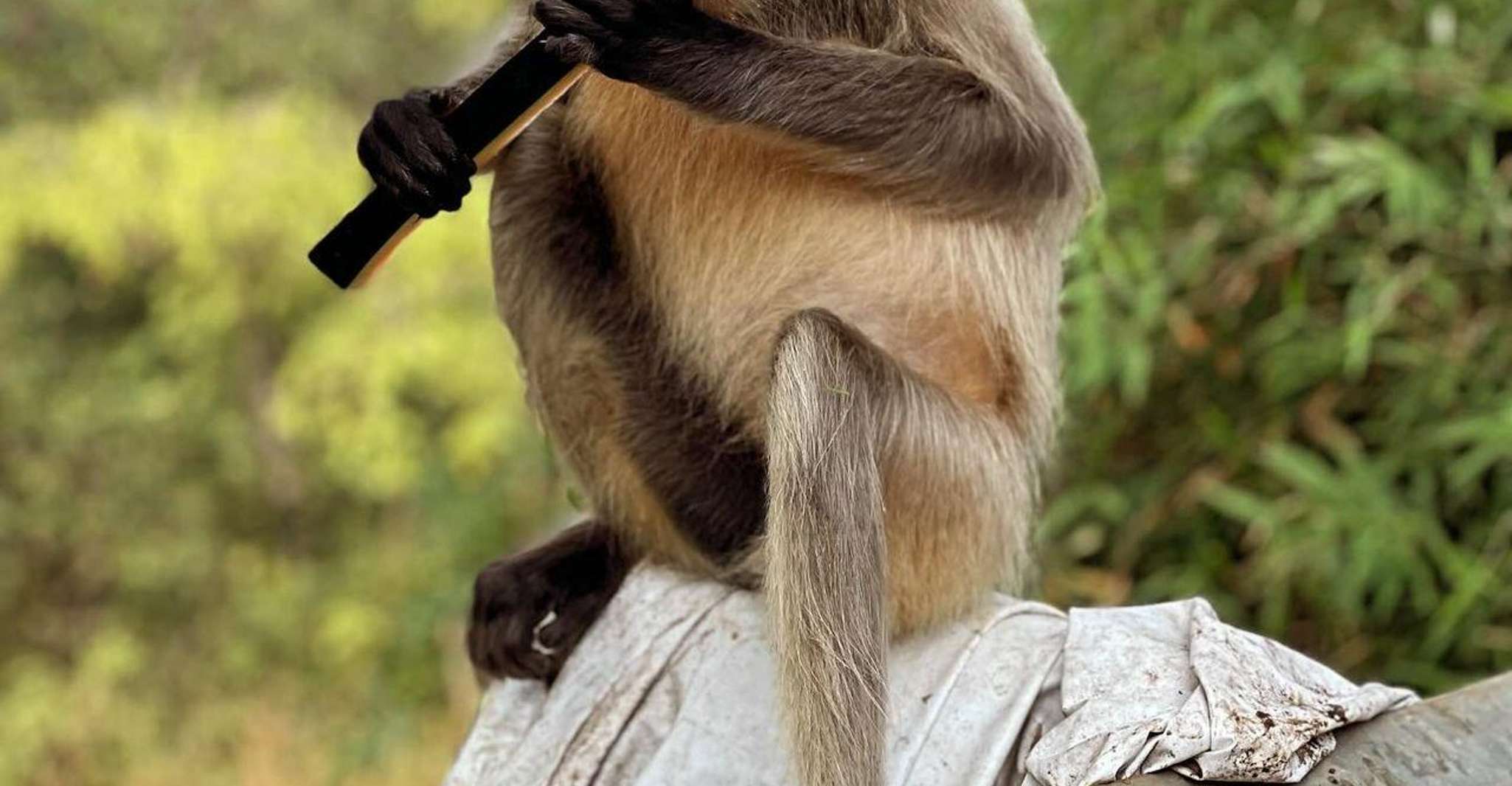 Sanjay Gandhi Nationalpark + Kenheri Höhlen + Löwen-Safari - Hizvo
