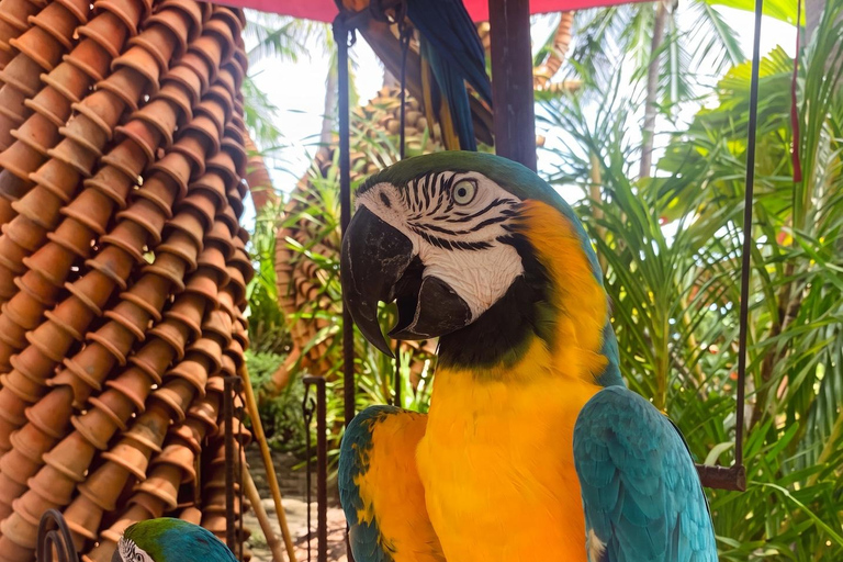 Private Nong Nooch Garden Tour: Lunch, shows & Dinosaurs