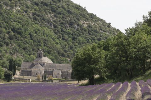 From Avignon : Lavender Full Day Tour