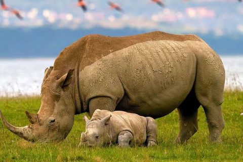 Lake Nakuru National Park Day Trip from Nairobi.