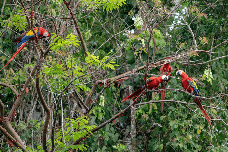 Comitán: Las Guacamayas Dagvullende tour met lunch