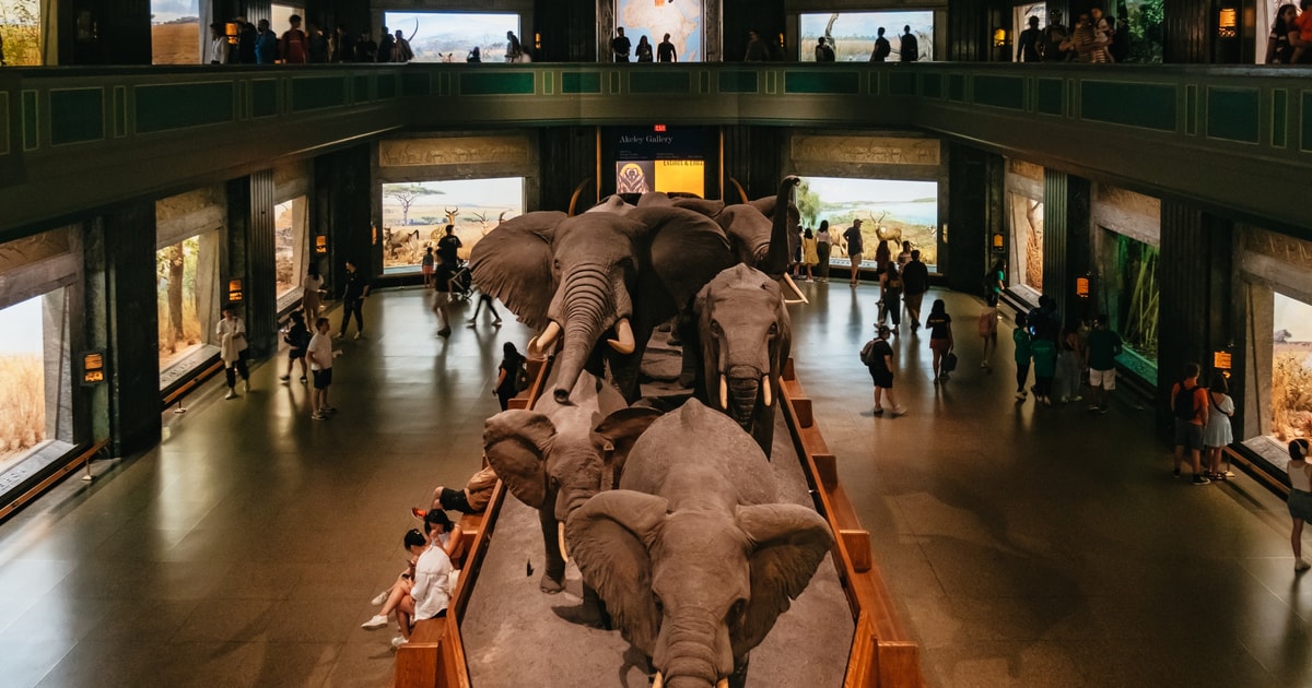 Museum Shops  American Museum of Natural History