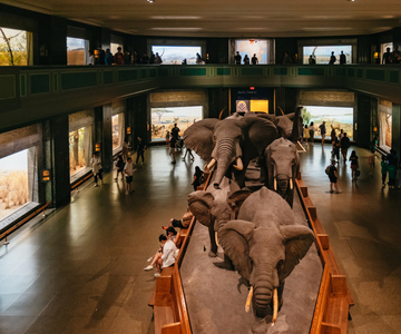 Nueva York: ticket de entrada al Museo Americano de Historia Natural