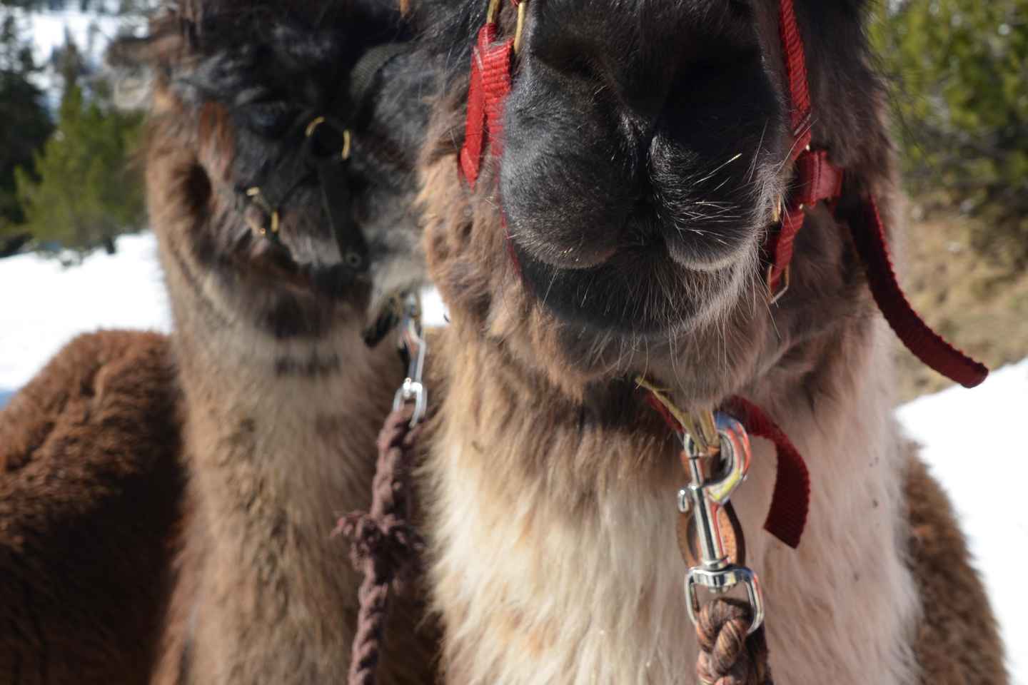 Triesenberg: Lama-Wanderung mit einem köstlichen BBQ mitten im Wald