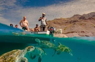 Live-Schnorcheln und Schwimmen mit Meeresschildkröten im Atlantik