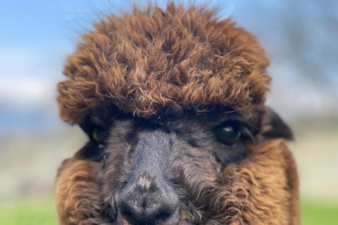 From Baku: Shamakhi Safari Park & Alpaca Tour with Pickup