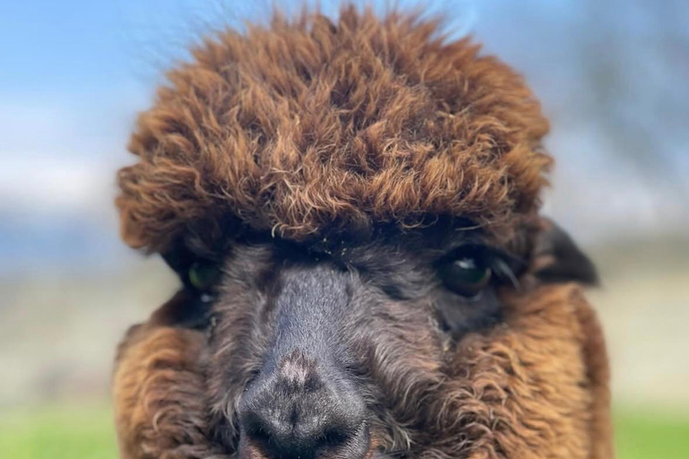From Baku: Shamakhi Safari Park & Alpaca Tour with Pickup