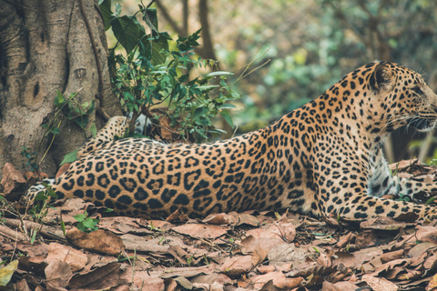 Jaipur: Tour privato del safari del leopardo a Jhalana