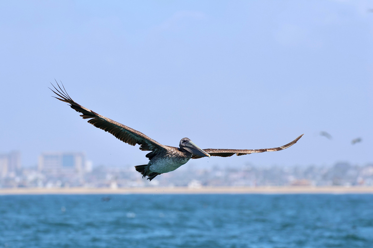 Newport Beach: Whale and Dolphin-Watching Cruise