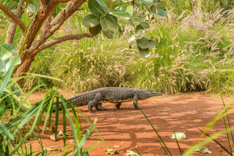 Bilet wstępu do Crocoparc Agadir z transportem, przewodnikiem i herbatą