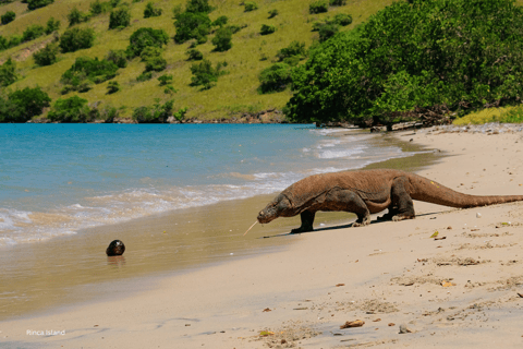 Komodoön: Privat 3-dagarstur med båt och hotellövernattning