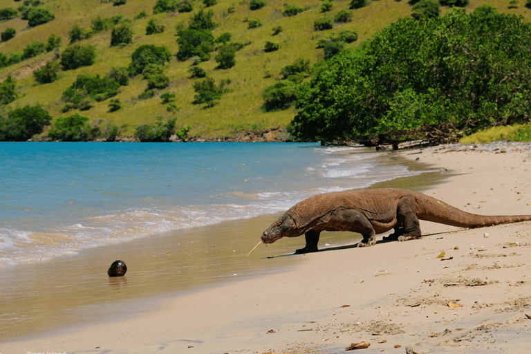 Komodo Island: Private 4–Day Trip with Phinisi Boat & Hotel