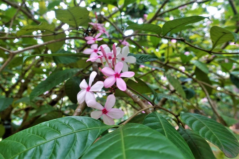 Kandy: Royal Botanical Garden & Tea Factory Tour Pick & Drop Without Entry Ticket in Royal Botanical Garden