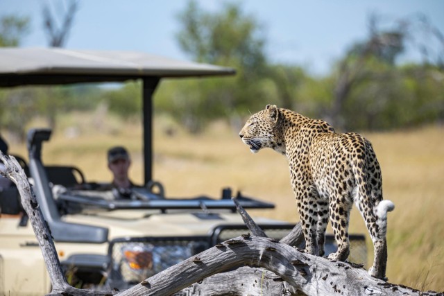 Visit 3 Hour Blue Canyon Private Reserve Game Drive in Hoedspruit
