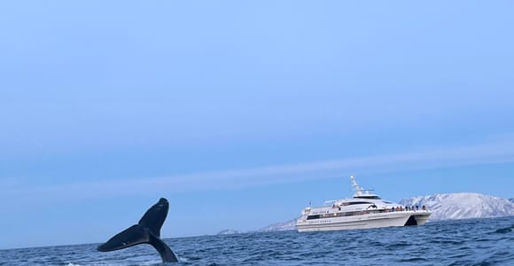 Tromsø Whale Safari with MS Gabriele