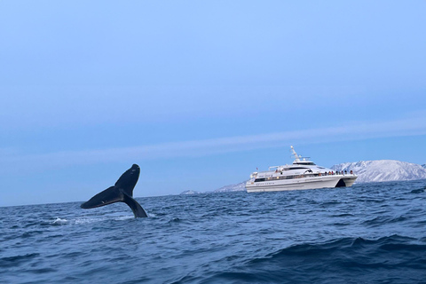 Safari aux baleines à Tromsø avec le MS Gabriele