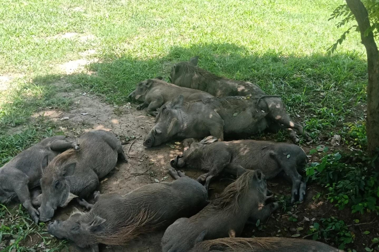 Sansibar: 3-tägige Mikumi-Nationalpark-Safari mit dem SGR-Zug