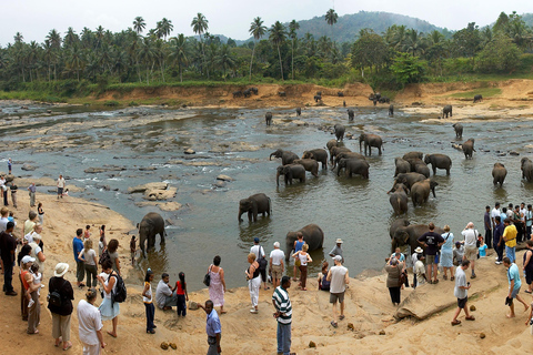 Dagstur från Colombo till Kandy, Pinnawela och tefabriken