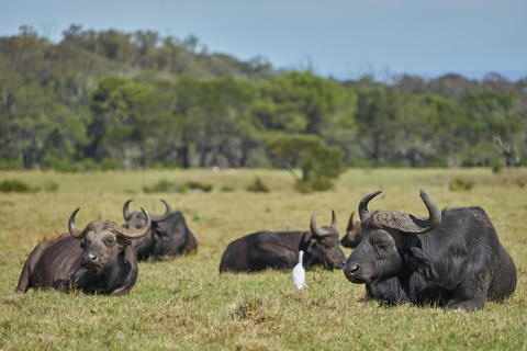 Arusha National Park: Day Trip with Walking Safari & Canoe Shared Day Trip Transfer & Game Drive (Fees Excluded)