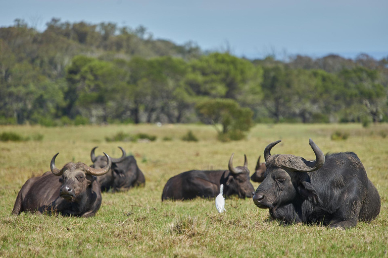 Arusha National Park: Day Trip with Walking Safari & Canoe Shared Day Trip Transfer & Game Drive (Fees Excluded)