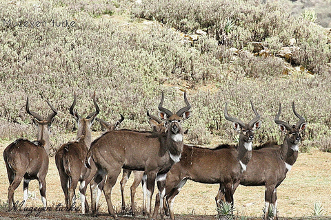 Addis Ababa: 6-Day Bale Mountains Guided Tour with Meals