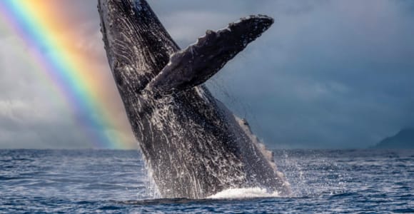 Honolulu, Oahu: Waikiki Whale Watching Cruise