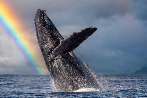 Honolulu, Oahu: Waikiki Whale Watching Cruise
