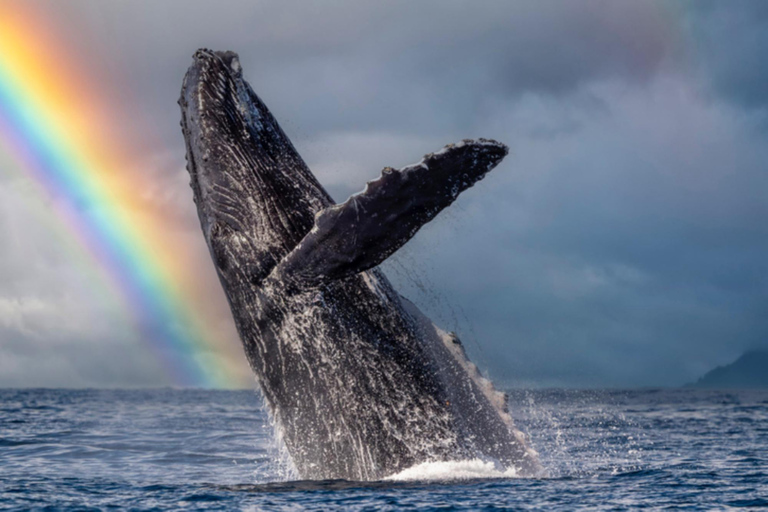 Honolulu, Oahu: Waikiki Whale Watching Cruise