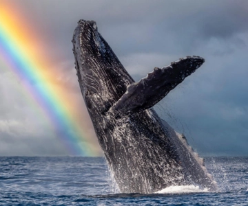 Oahu: Honolulu Whale-Watching-Bootsfahrt