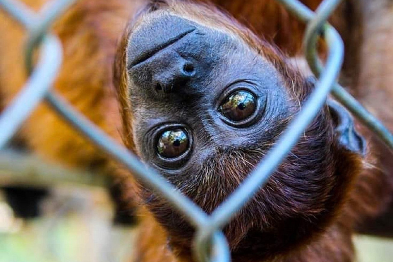 马尔多纳多港：塔里卡亚野生动物救援中心之旅