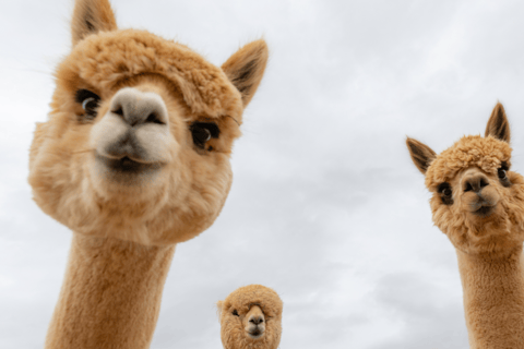 Seul: 1-dniowa wycieczka do Gangwon-do z Alpaca World i wyspą NamiWycieczka grupowa do ogrodu z Myengdong