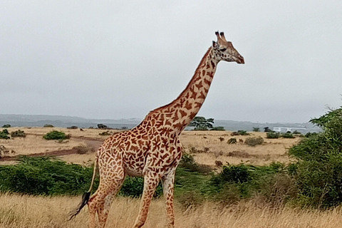 Parc national du lac Nakuru depuis Nairobi