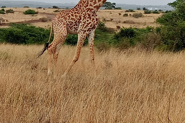 Parque Nacional del Lago Nakuru desde Nairobi