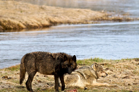 Yellowstone Tours from Jackson Hole | Wildlife & Scenic